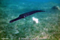 Cornet Fish, Dahab, Egypt, Sony RX100, Ikelite 6116.12 Un... by Hinesh Patel 